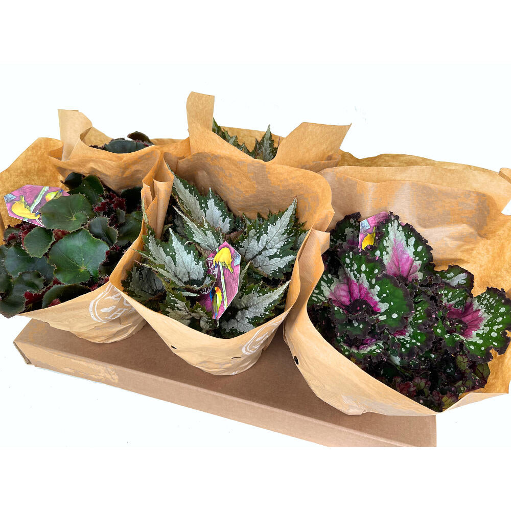 Begonia Beleaf M13 25cm_0