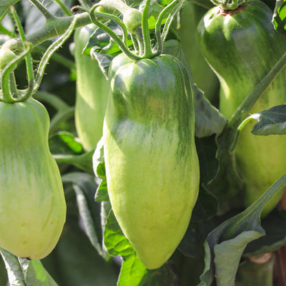 Plantón Tomate Bitxo - Plantabo