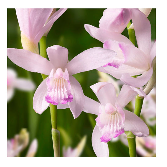 1 Bulbo Bletilla Striata 'sweet Lips' Orquidea_0