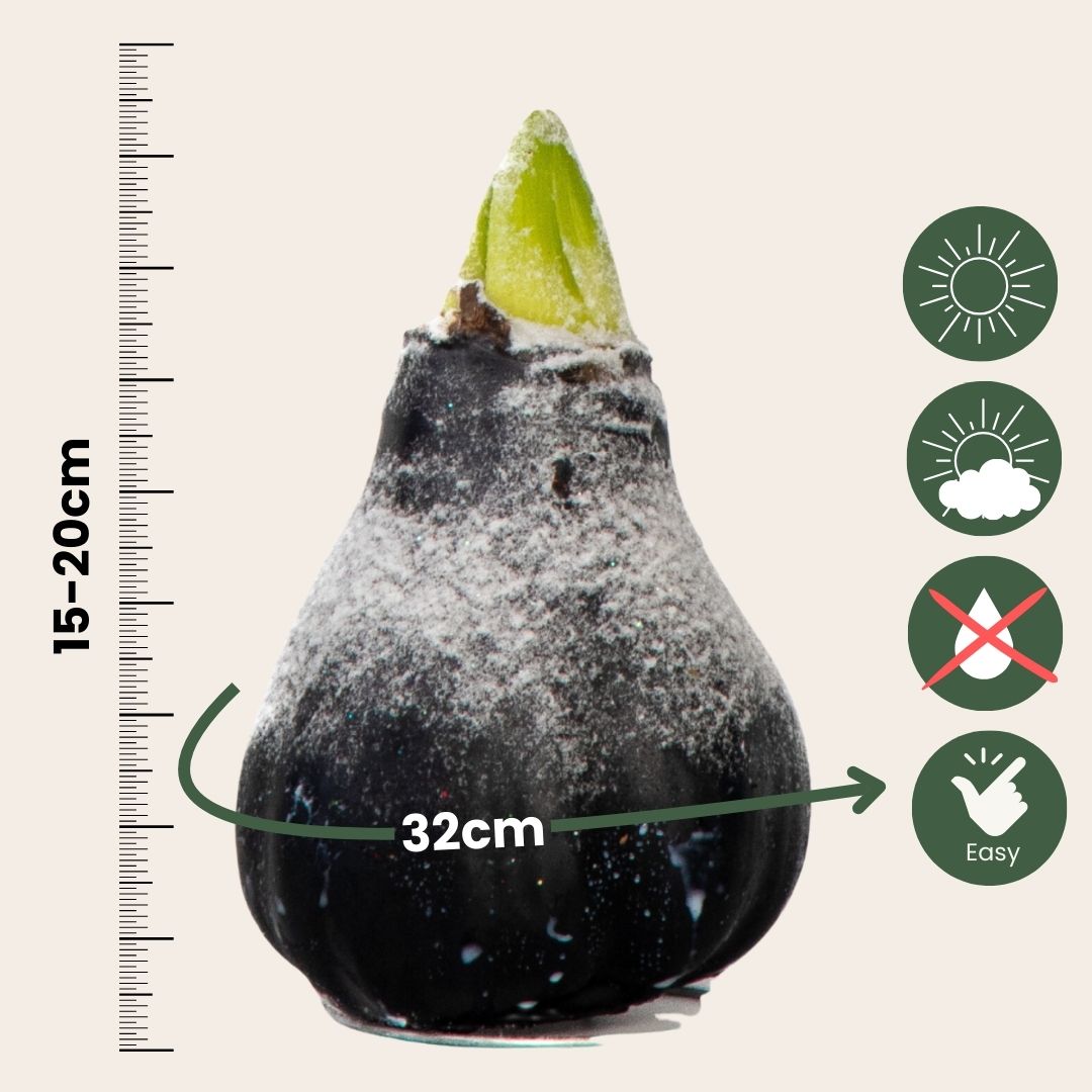 Amarilis - Hippeastrum 'wax Snow Black' - Bulbo De Flor - Rojo_2