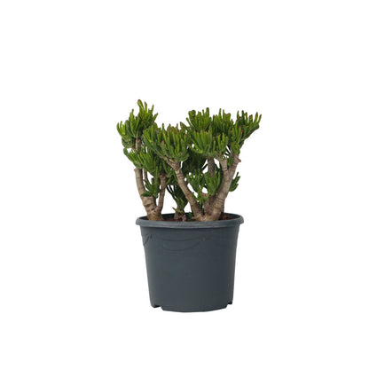 Árbol De Jade - Crassula Ovata 'hobbit' - Altura 55-60cm - ⌀30cm