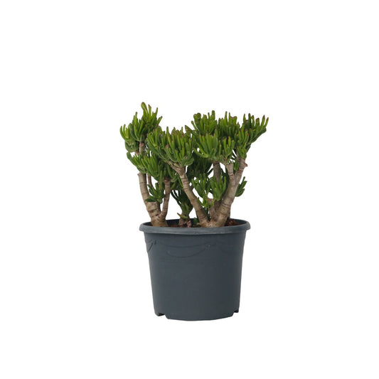 Árbol De Jade - Crassula Ovata 'hobbit' - Altura 55-60cm - ⌀30cm_0