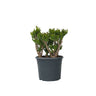 Árbol De Jade - Crassula Ovata 'hobbit' - Altura 55-60cm - ⌀30cm