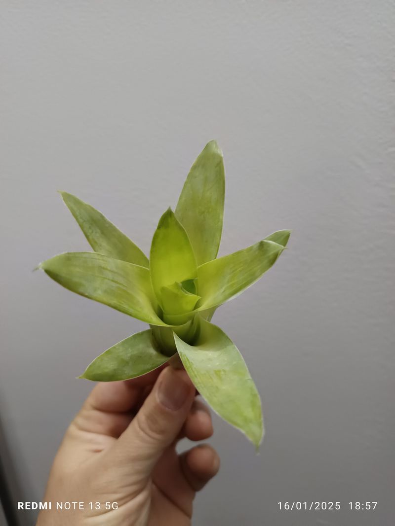 Catopsis Morreana Plantabromelia Interior Terrario
