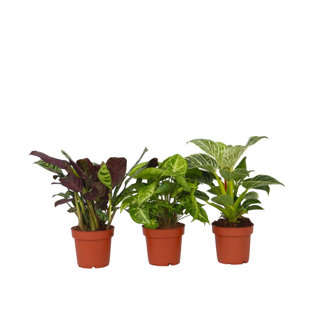 Mezcla Casera - 3 Pzs - Ctenanthe Philodendron Syngonium - A25-40cm - ⌀12cm