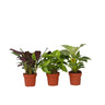 Mezcla Casera - 3 Pzs - Ctenanthe Philodendron Syngonium - A25-40cm - ⌀12cm