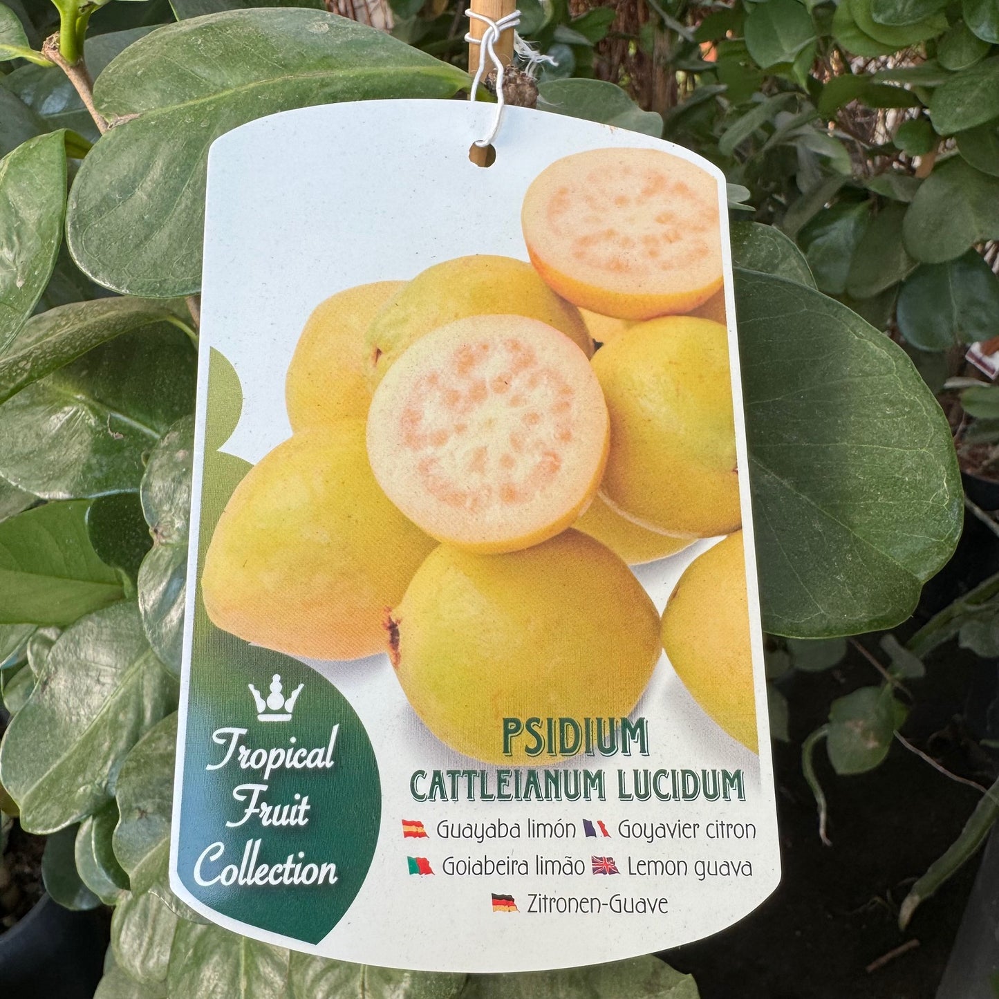 Guayaba Limón - Árbol Frutal Tropical - Maceta Tubo - Altura Total Aprox. 1m._0