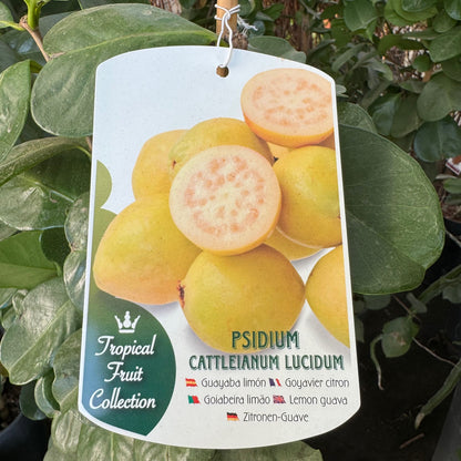 Guayaba Limón - Árbol Frutal Tropical - Maceta Tubo - Altura Total Aprox. 1m.