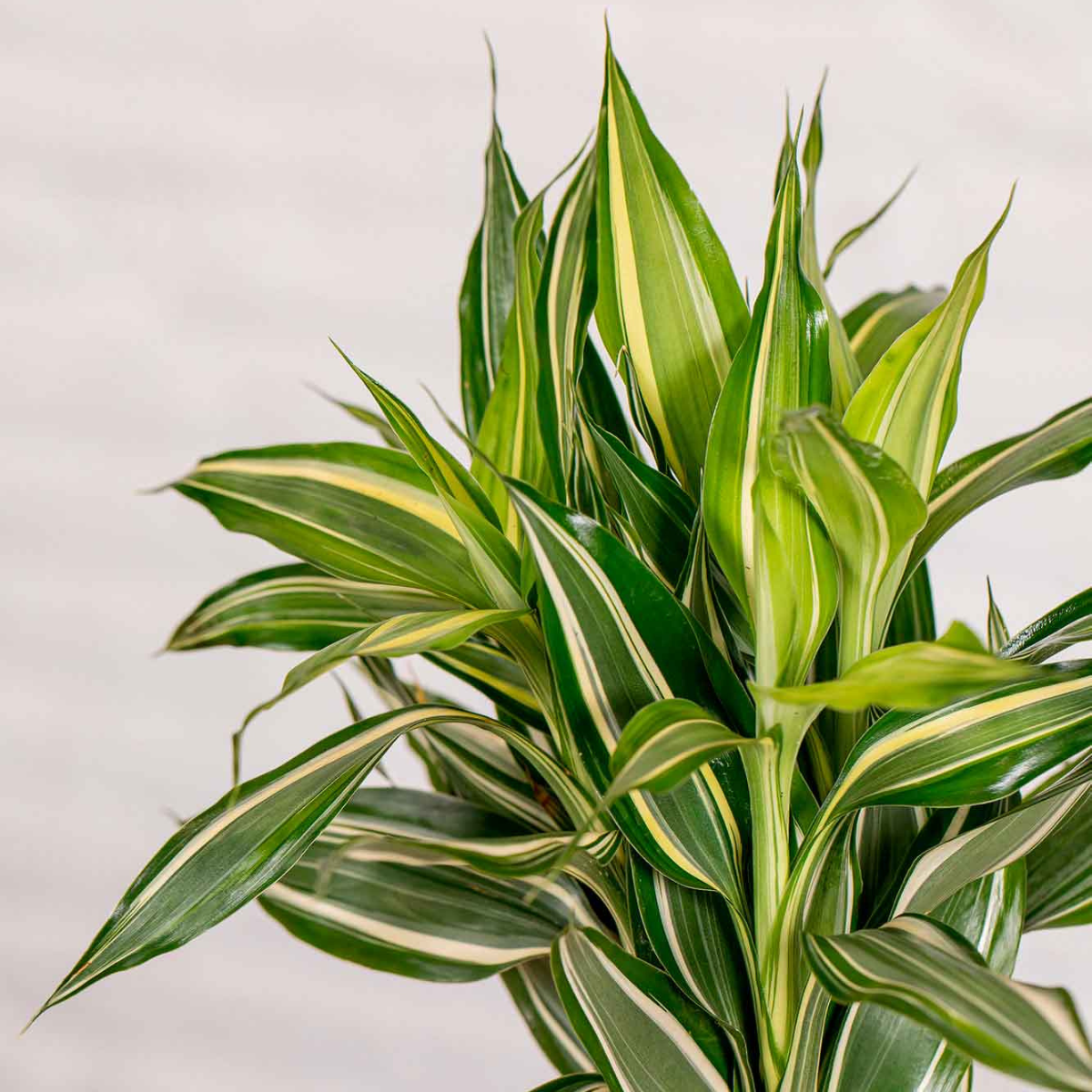 Kokedama Dracaena Sanderiana._1