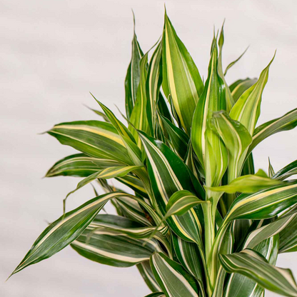 Kokedama Dracaena Sanderiana._1