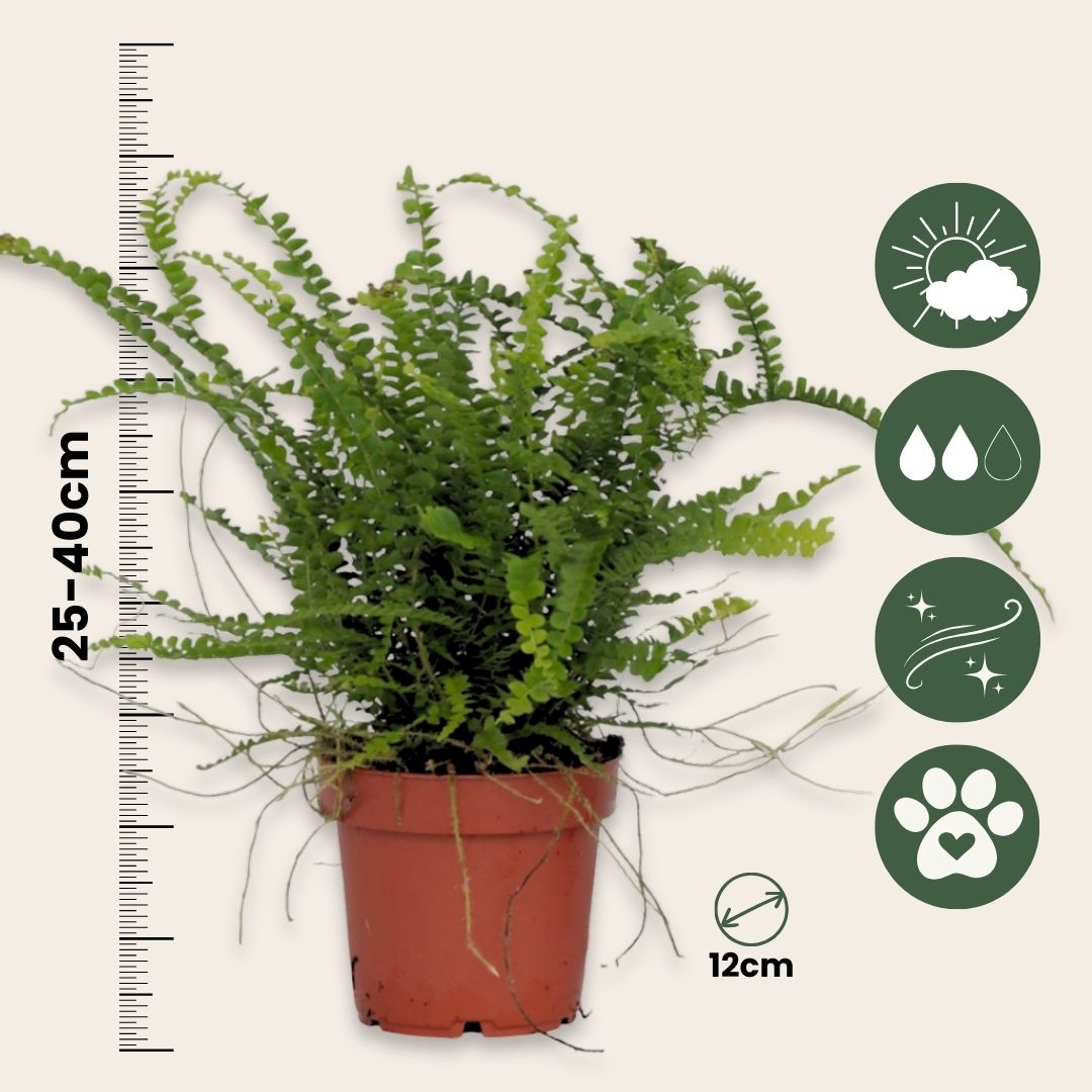 Helecho Espada - Nephrolepis 'duffii' - Altura 25-40cm - ⌀12cm