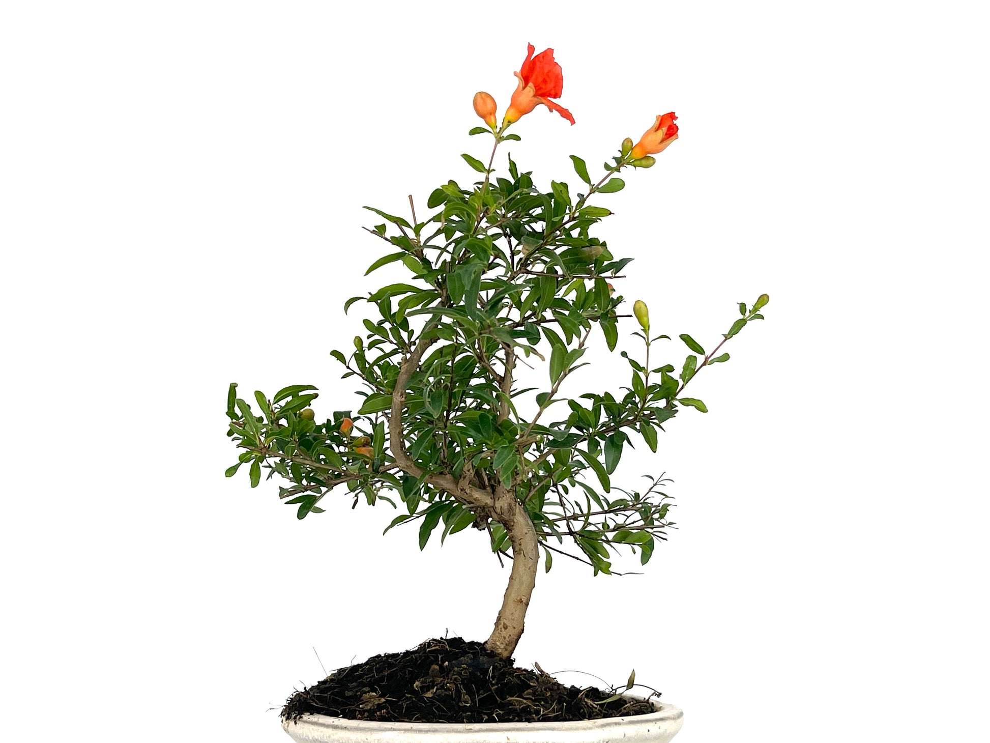 Bonsái Punica Granatum Nana – Granado 7 Años