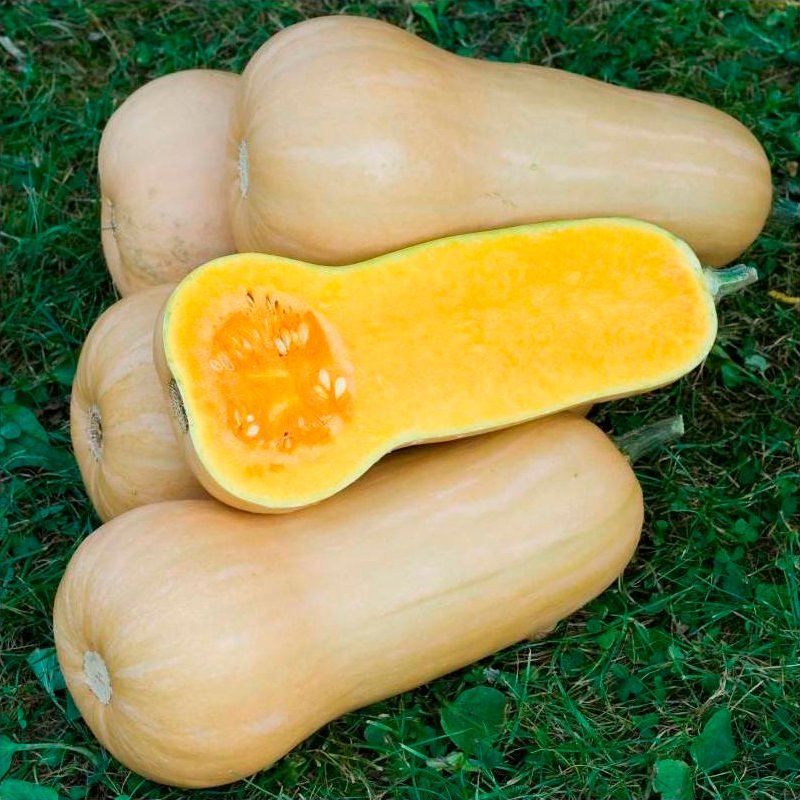 Semillas Calabaza Cacahuete Butternut Ecológicas_0