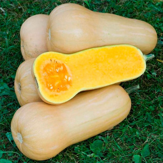 Semillas Calabaza Cacahuete Butternut Ecológicas_0