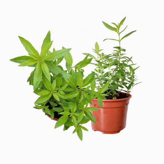 Maceta Hierbaluisa 10,5 Cm - Plantabo_0