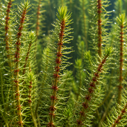 Cola Caballo Hippuris Vulgaris Estanque - Set 4 Plantas Oxigenante Con Cesta_1