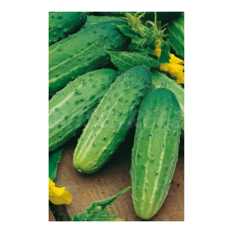 Semillas Pepino Wisconsin_0