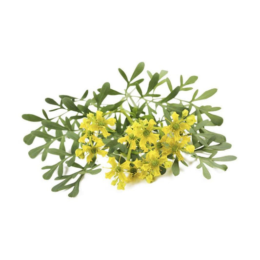 Plantón de Ruda 6 uds. Gama Tradicional