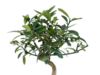 Bonsái Citrus Kinzu – Naranjo Enano 7 Años