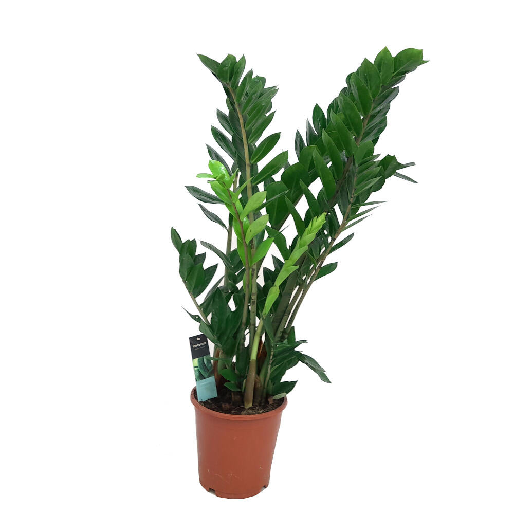 Zamioculca Zamiifolia M21 100cm_0