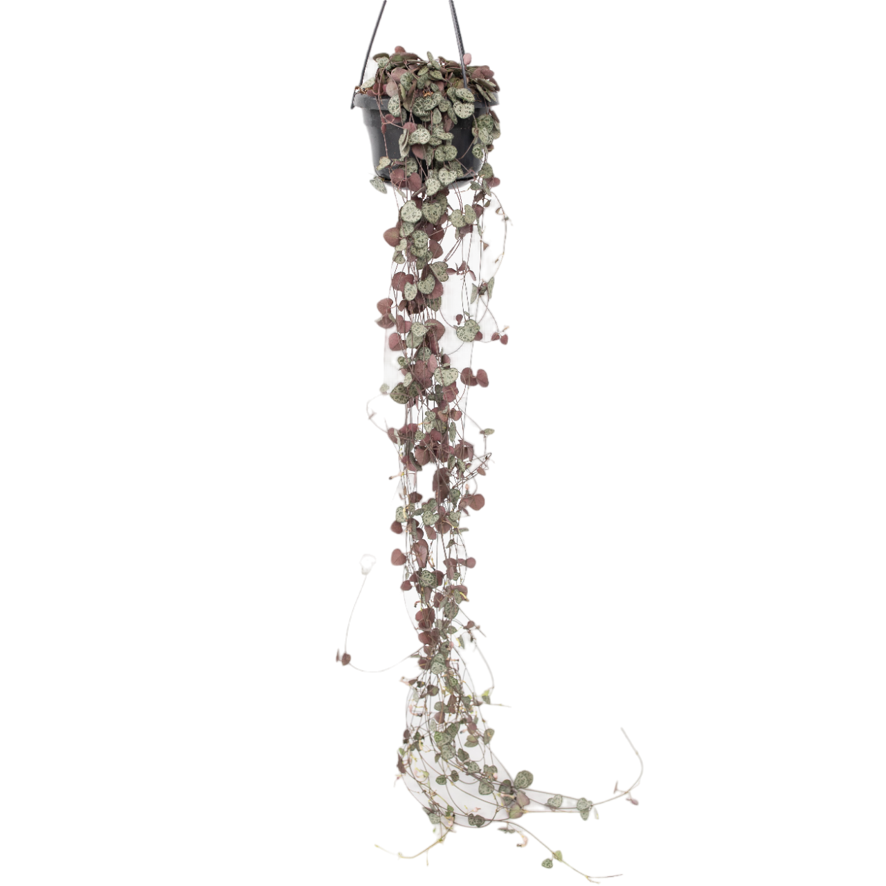 Rosario De Corazones - Ceropegia Linearis Woodii - Altura 20-30cm - ⌀14cm_0