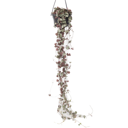 Rosario De Corazones - Ceropegia Linearis Woodii - Altura 20-30cm - ⌀14cm_0