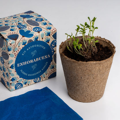 Díselo con Flores "Enhorabuena" Kit Cultivo Flores Silvestres Azules | Regalo Original - Resetea_3
