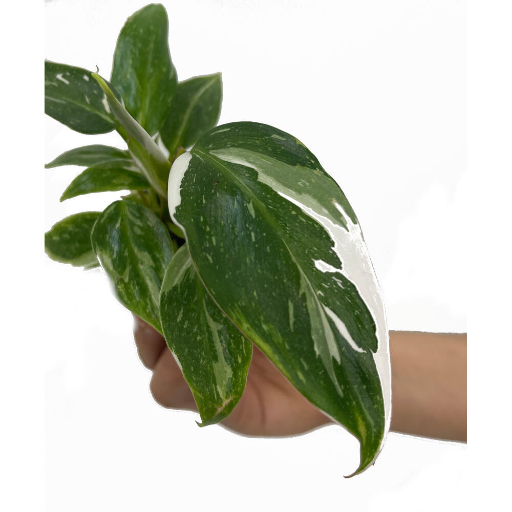 Philodendron White Princess M6 10cm_1
