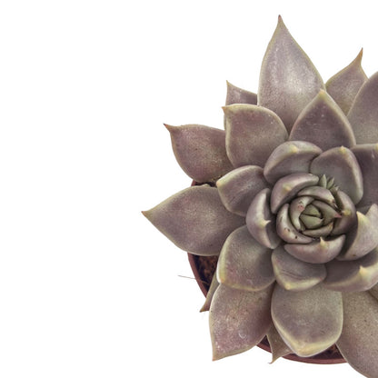 Echeveria Tobarensis Cactus Y Suculentas M8,5 cm Ø_2
