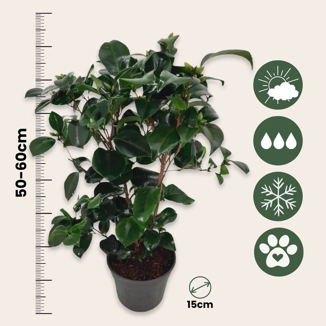 Rosa Japonesa - Camellia Japonica 'lady Campbell' - Altura 50-60cm - ⌀15cm_2