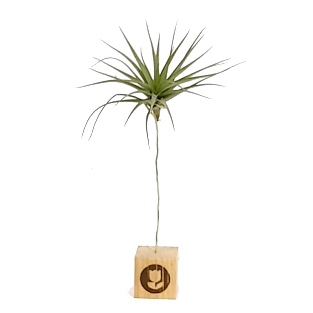 Tillandsia Aeranthos 11cm Largo X 12cm Ancho_1