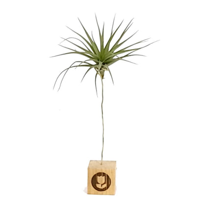 Tillandsia Aeranthos 11cm Largo X 12cm Ancho_1