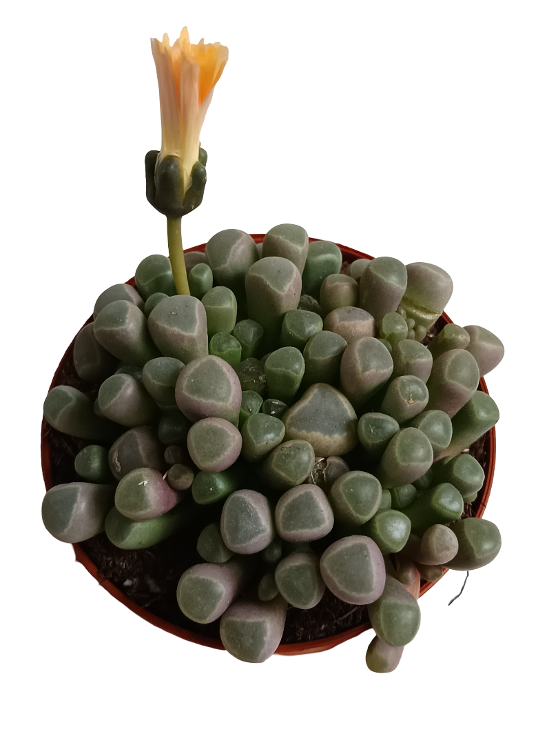Fenestraria Planta Suculenta Ø8_0