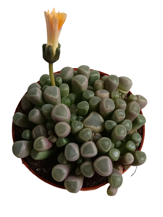 Fenestraria Planta Suculenta Ø8_0
