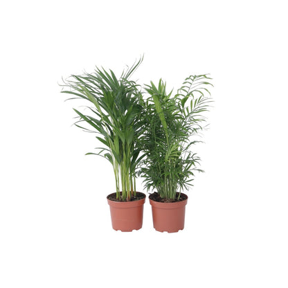 Mezcla De Palmeras - 2 Pzs - Chamaedorea Dypsis - Altura 50-70cm - ⌀17cm_0