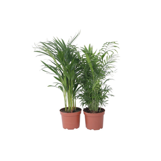 Mezcla De Palmeras - 2 Pzs - Chamaedorea Dypsis - Altura 50-70cm - ⌀17cm_0