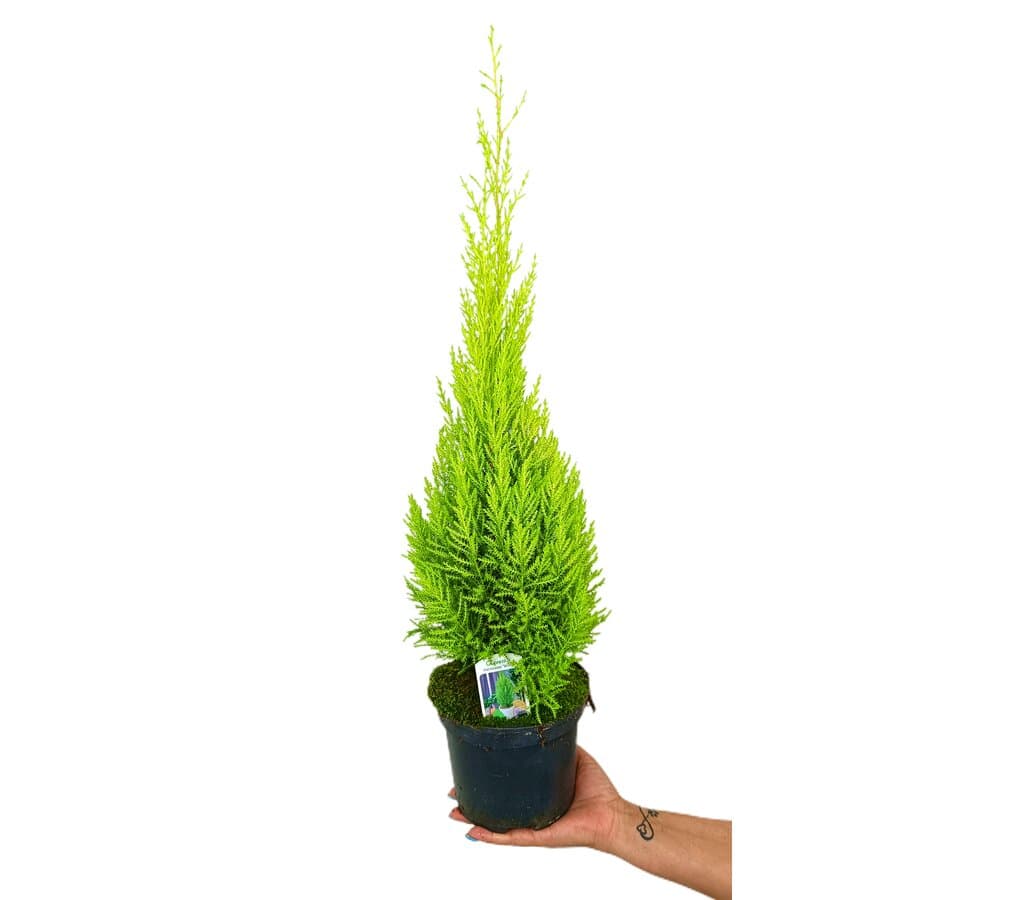 Cupressus Gold Crest Wilma M17 60-70cm (pino Del Limón)_0