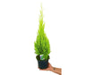 Cupressus Gold Crest Wilma M17 60-70cm (pino Del Limón)