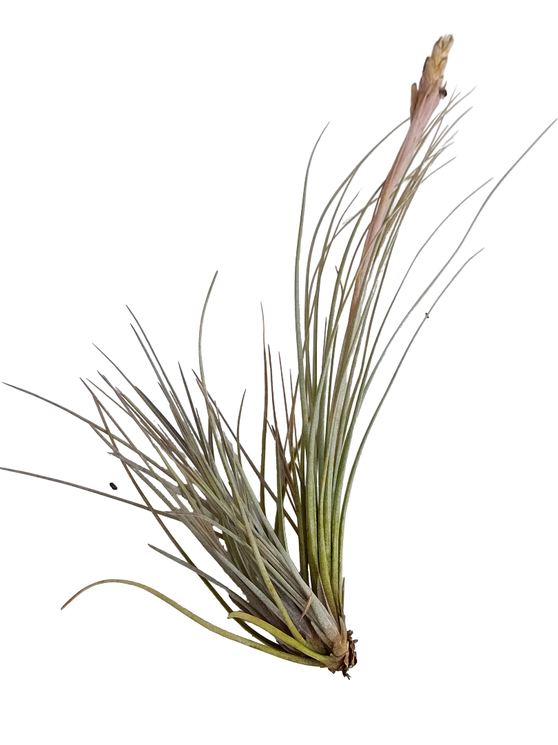 Tillandsia Batrami Planta Natural Clavel Del Aire 5-7 Cms_0