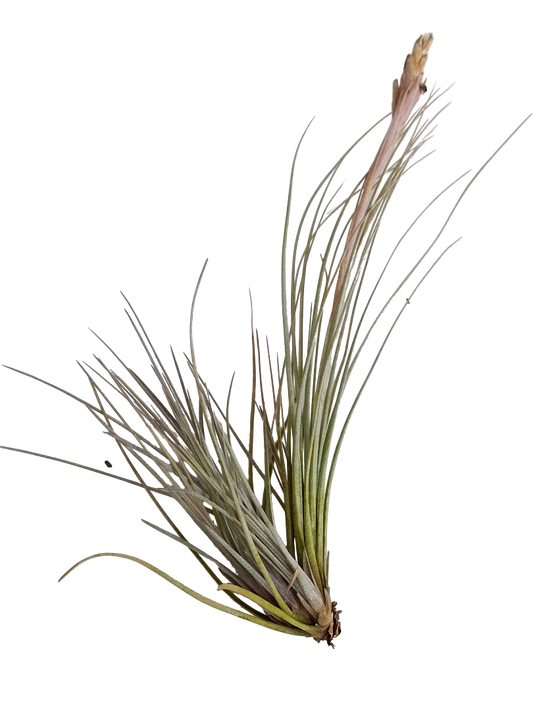 Tillandsia Batrami Planta Natural Clavel Del Aire 5-7 Cms_0