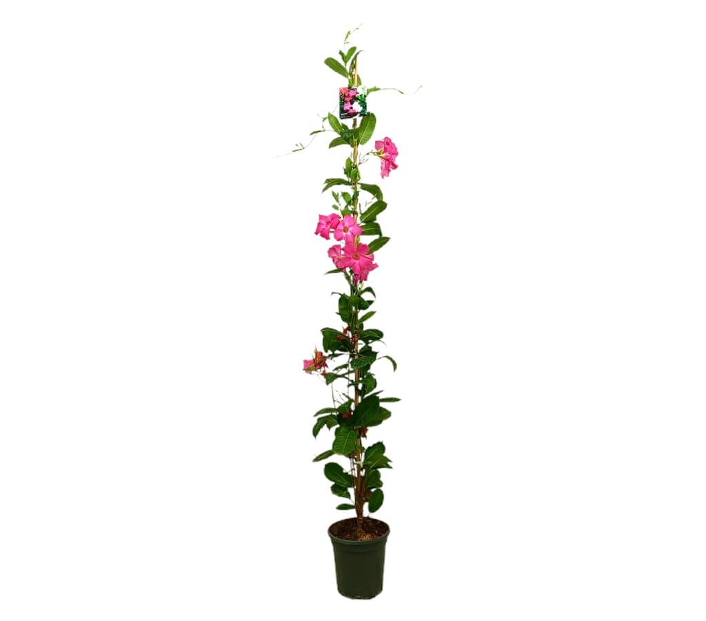 Dipladenia Cosmos Rosa M21 160-180cm (mandevilla)_0
