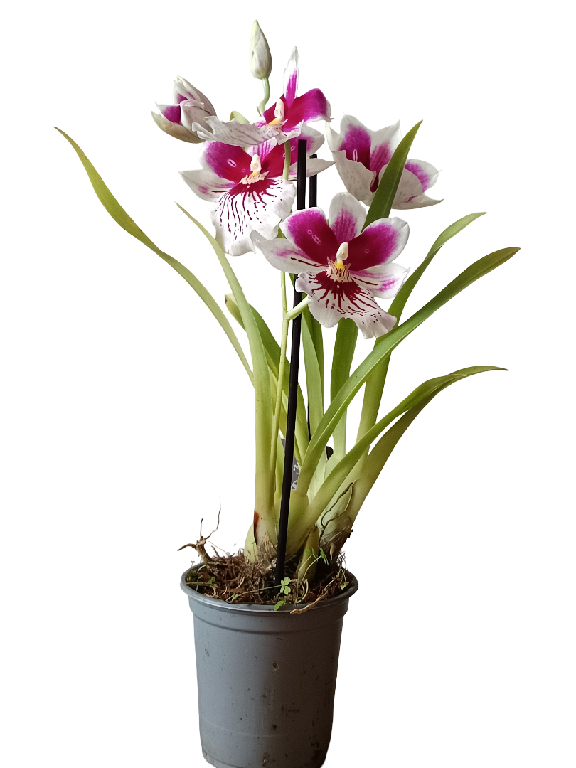 Orquidea Miltinopsis De Color Surtido Ø9 - 45 Cm  SIN FLOR ACTIVA_0