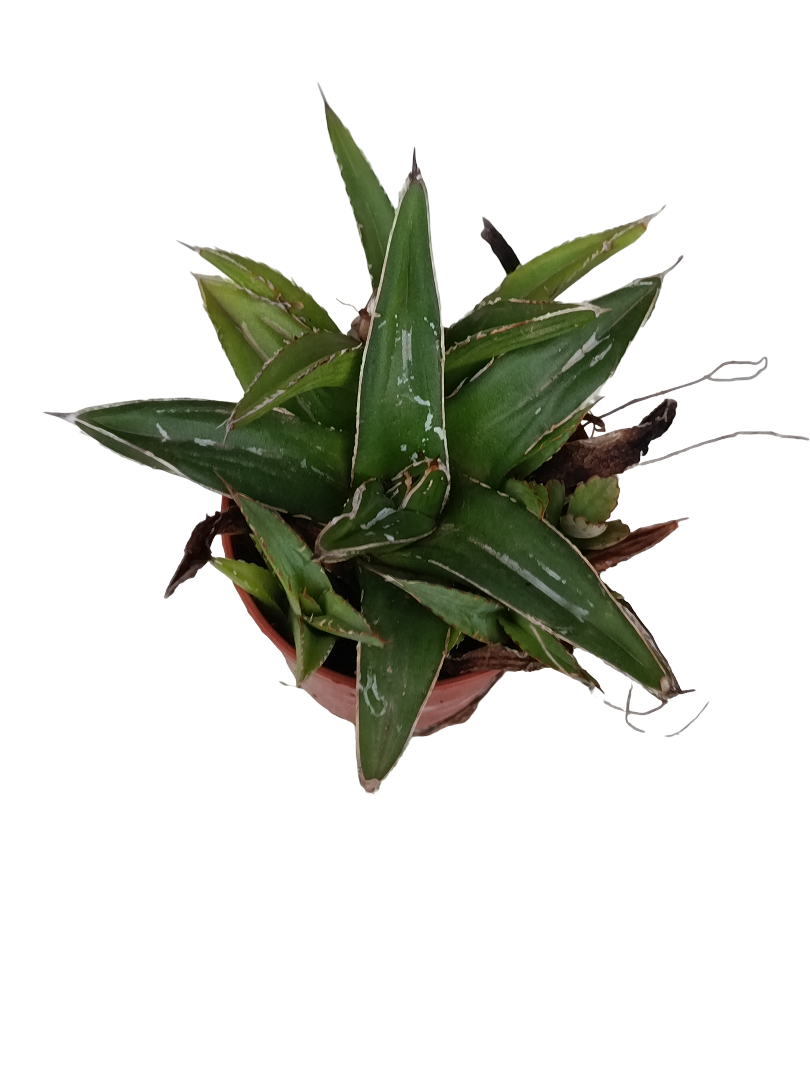 Agave Victoria Planta Suculenta Ø5_0
