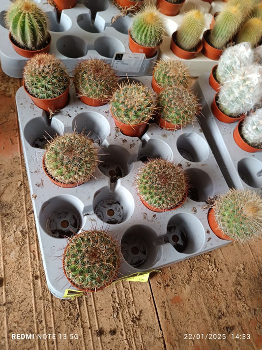 Planta Cactus Mammillaria Guinsa Maru Ø5 Cm