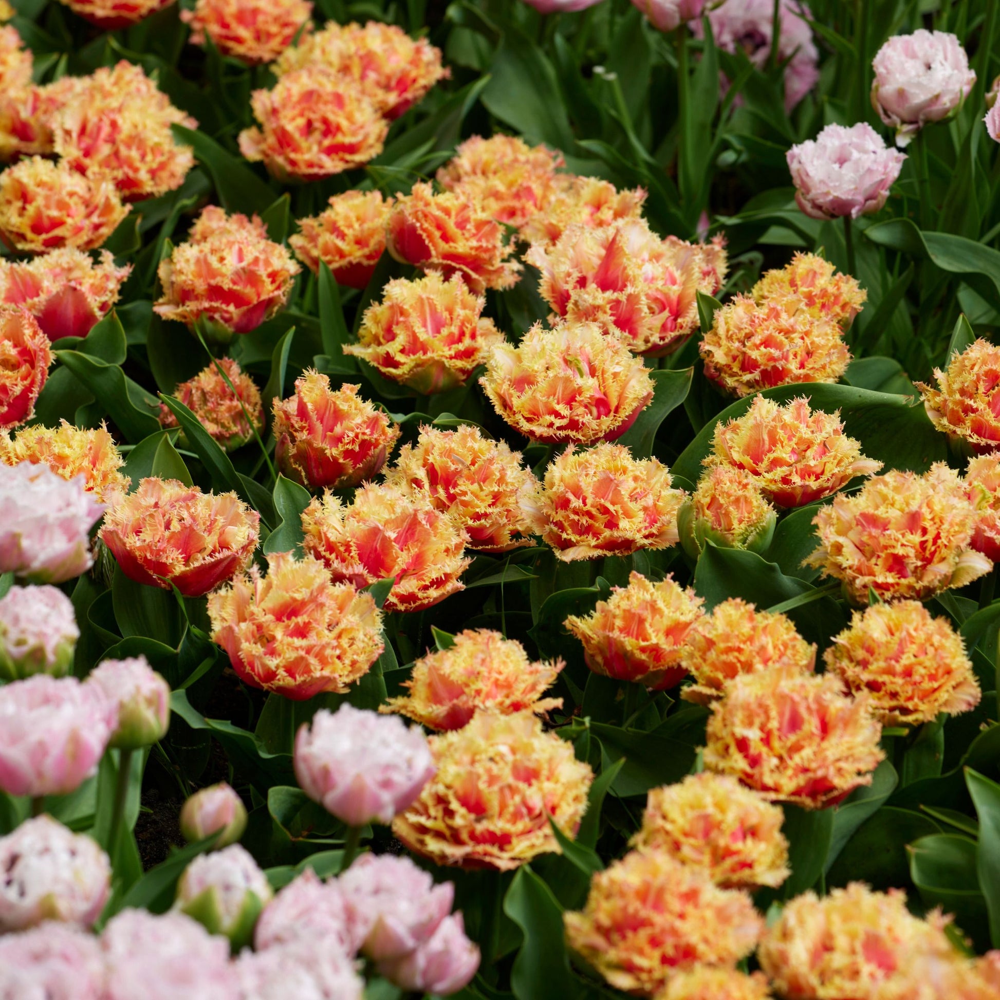 Bulbos De Tulipán - 20 Pzs - Tulipa 'brisbane' - Bulbos De Flores - Rosa