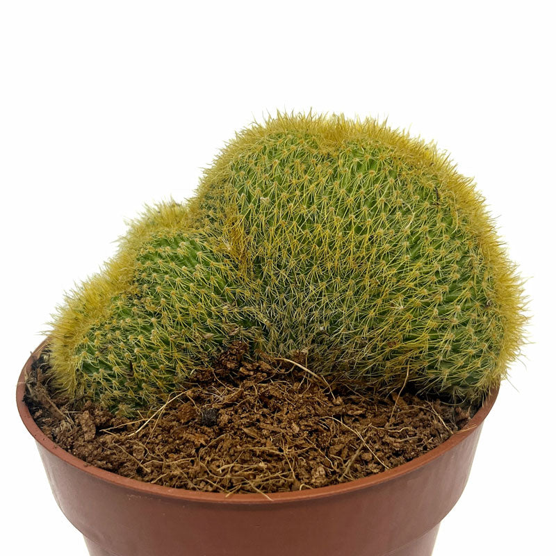 Notocactus Leninghausii Cristata Cactus Y Suculentas M8,5 cm Ø_0