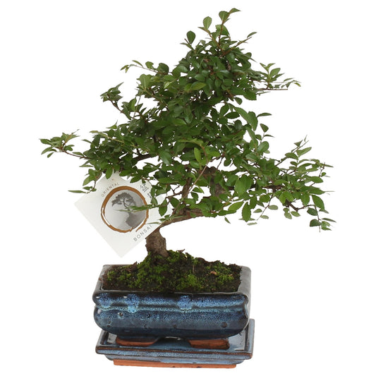 Zelcova Del Japón - Zelkova Serrata - Altura 20-25cm - ⌀15cm_0