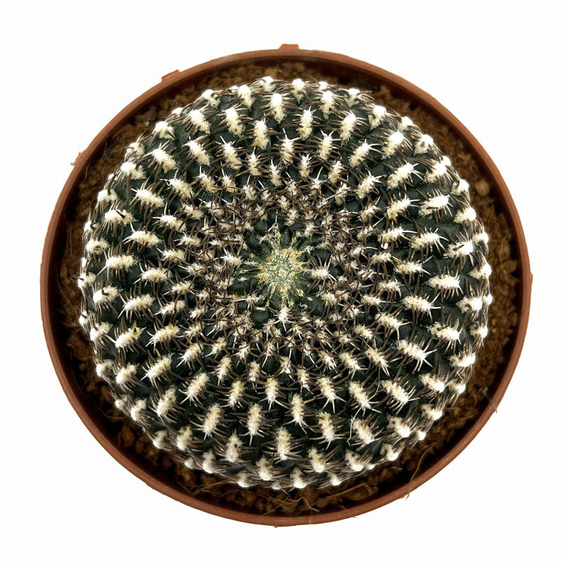 Sulcorebutia Arenacea Cactus Y Suculentas M8,5 cm Ø_1