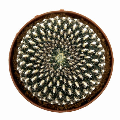 Sulcorebutia Arenacea Cactus Y Suculentas M8,5 cm Ø_1