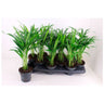Palmera De Interior Areca Dypsis Ø10 - 1 Und